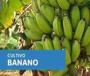 Banano