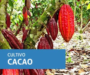 Cacao