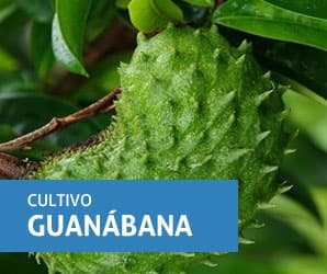 Guanábana