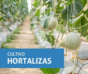 Hortalizas