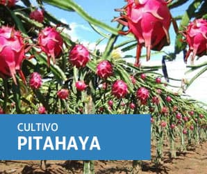 Pitahaya
