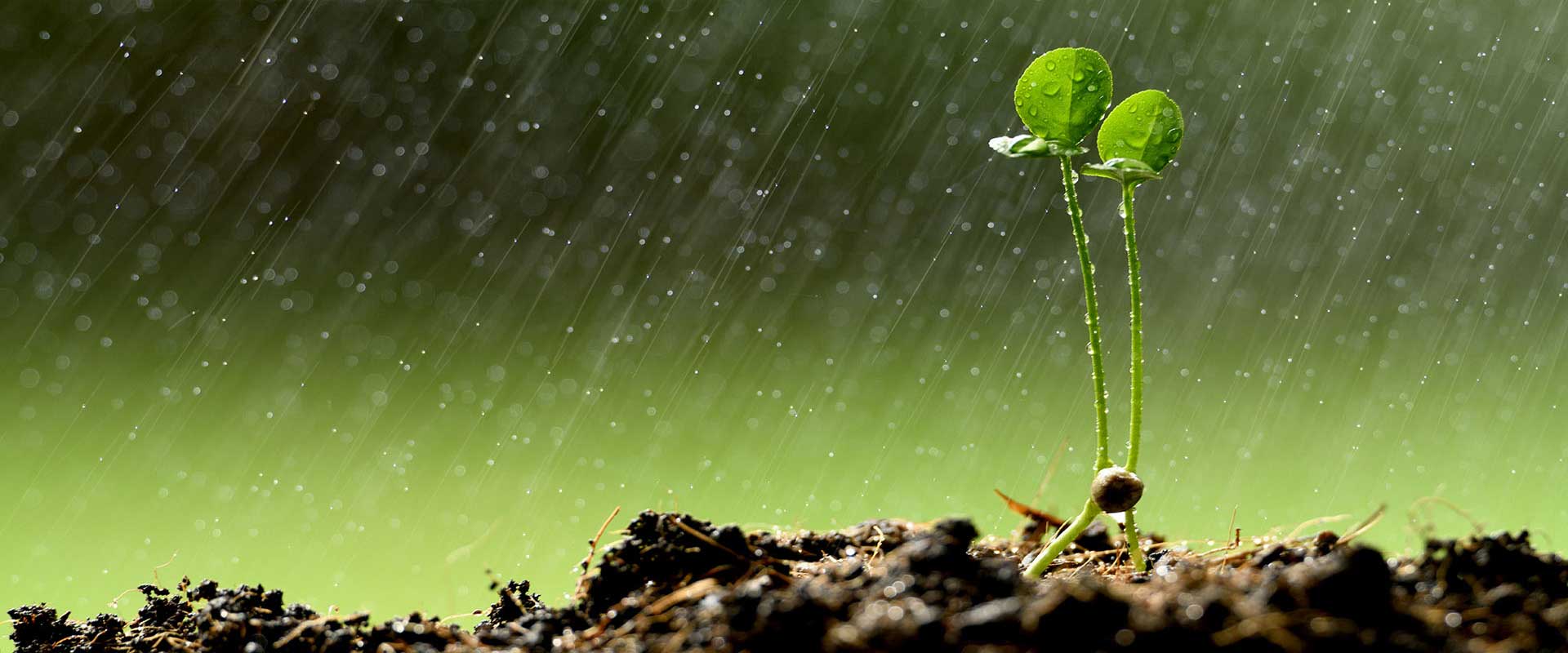 Tips Agrícolas para la Temporada de Lluvia