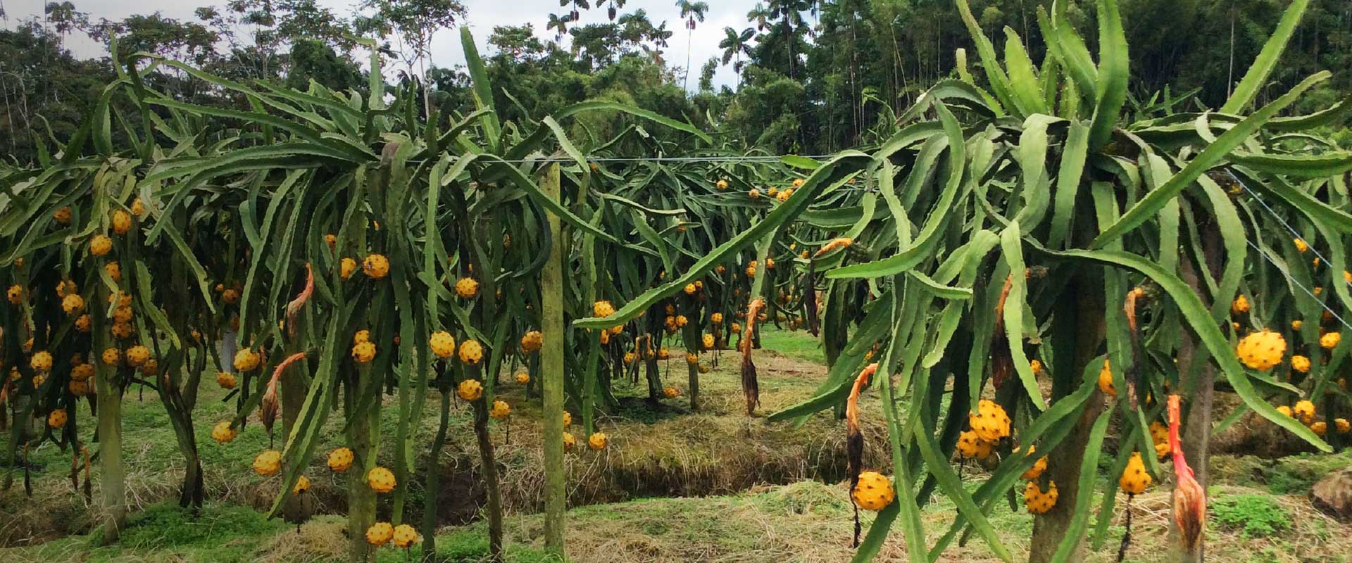 Cultivos de Pitahaya